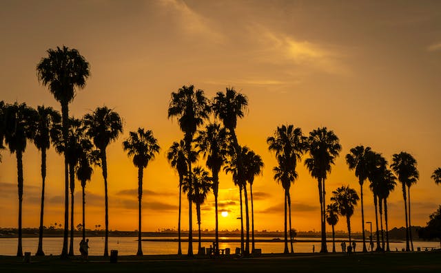 palm trees at sunset